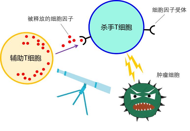 人体免疫细胞中有一种叫做"杀手t细胞"